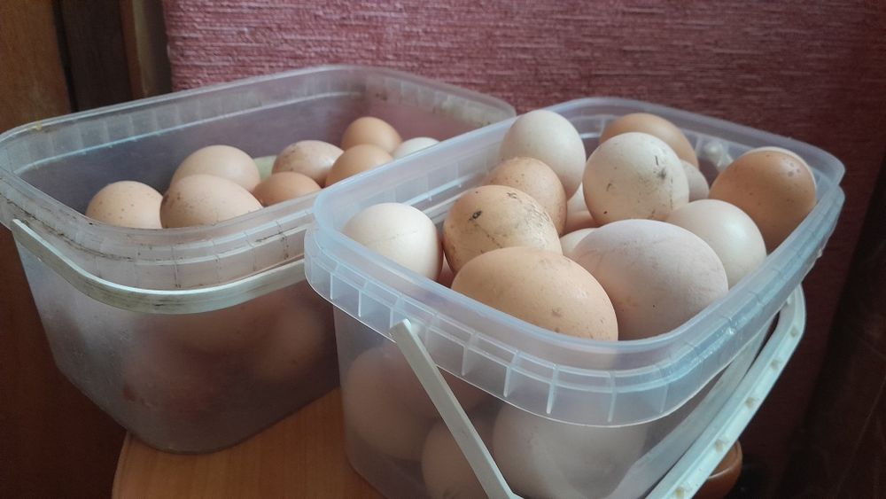 Яйца куриные,домашние.
