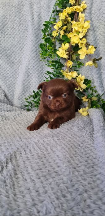 Excecional mini chocolatinha semi pelo Chihuahua/Chiuaua de Qualidade