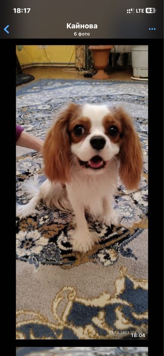 собака на вʼязку