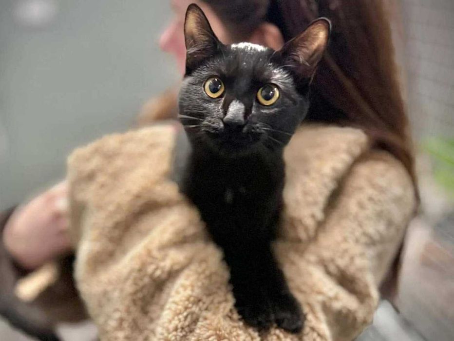 Gama - czarna kotka o uroczym pyszczku