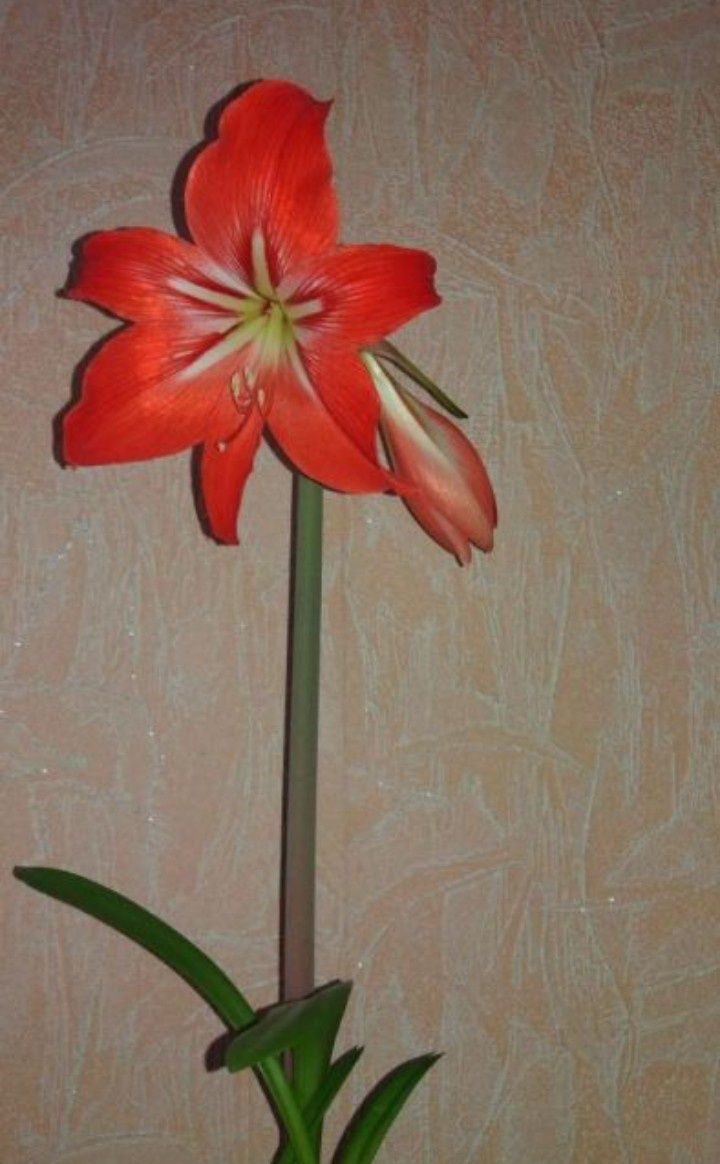 Фикус Тинеке каучуконосный  гипеаструм амариллис лилия комнатная