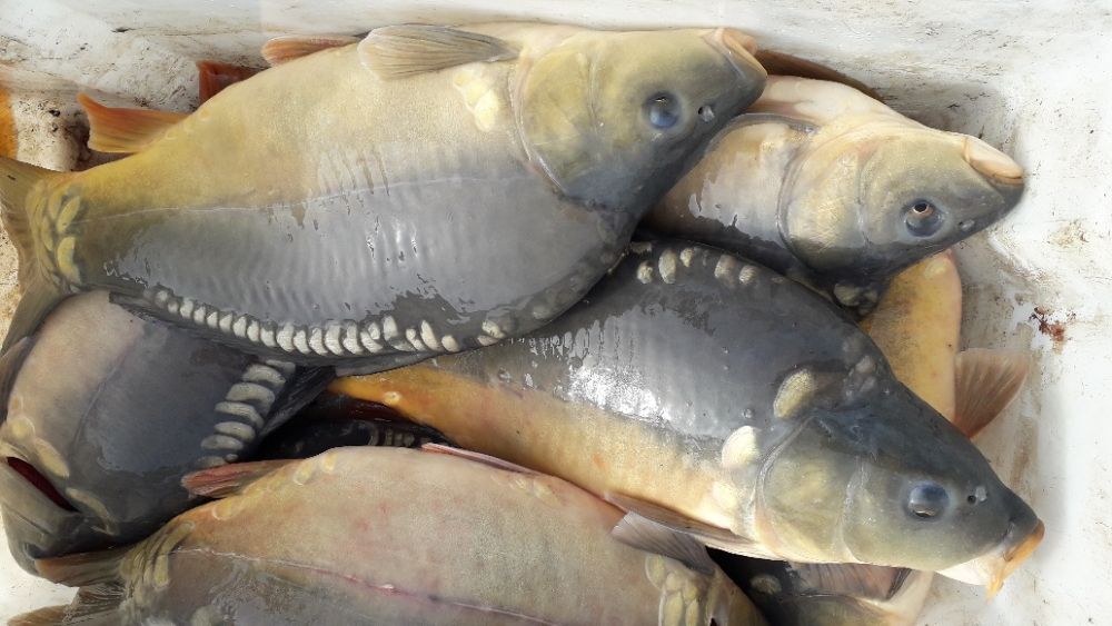 Sprzedaż karpia z patroszeniem,własna hodowla