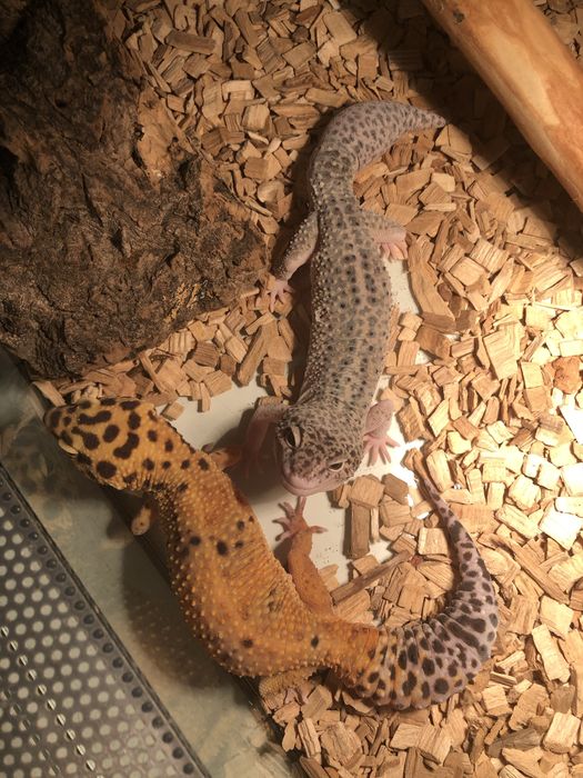 3 gekony lamparcie + terrarium
