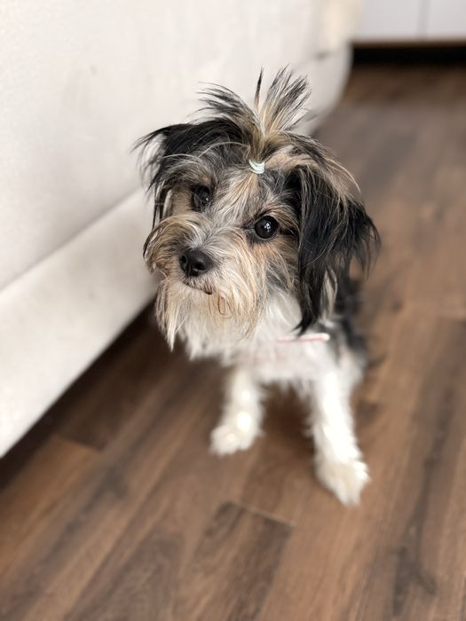 Oddam suczke mix yorka