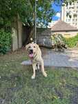 Labrador biszkoptowy oddam