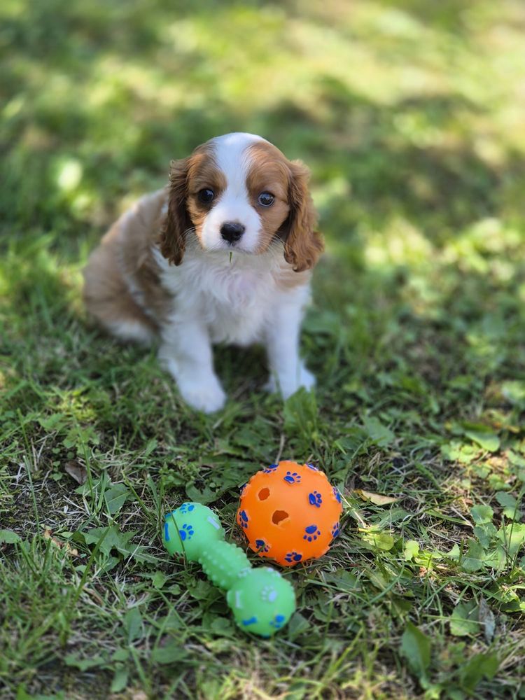 Cavalier King Charles Spaniel - urocza suczka