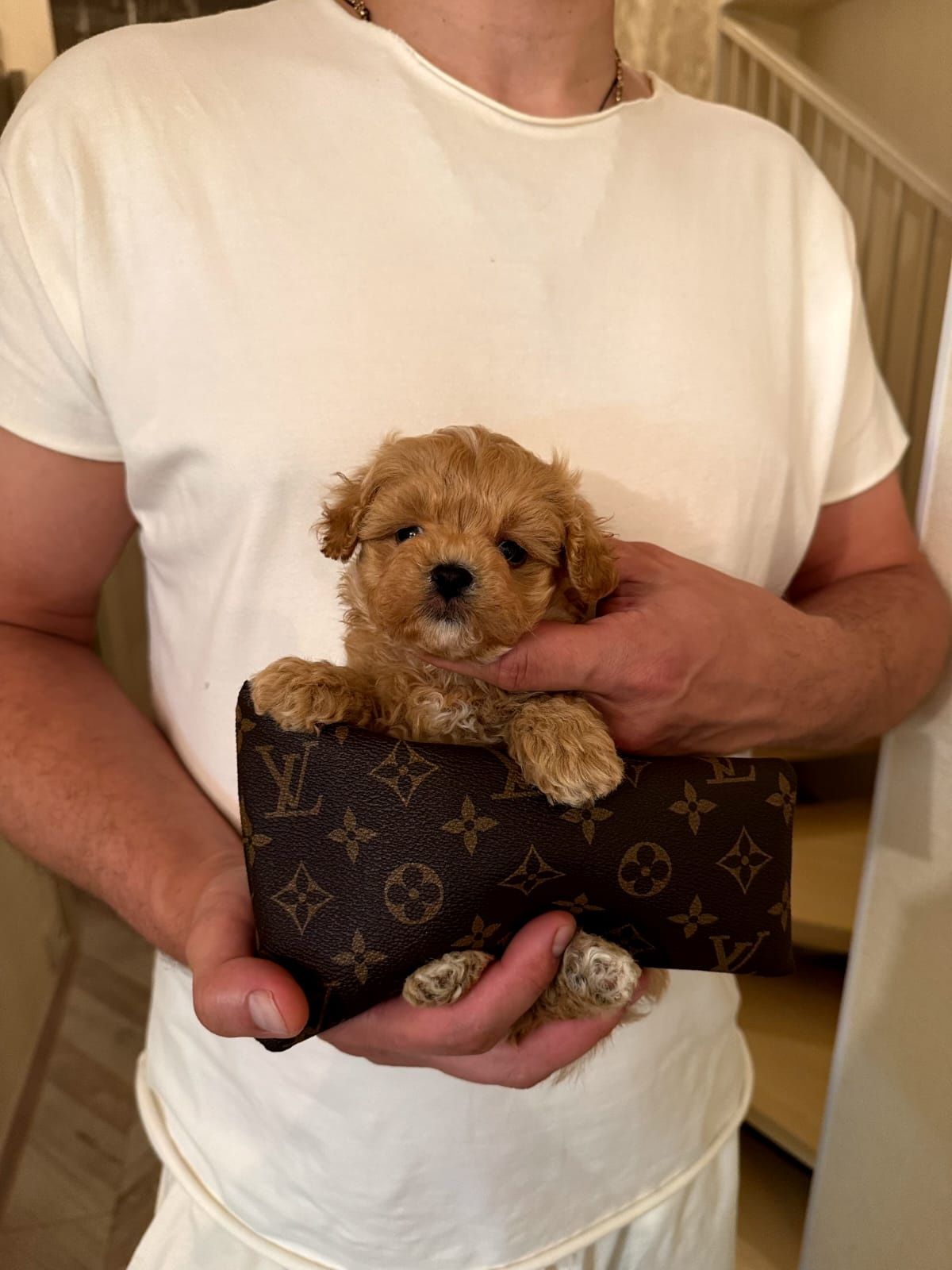 Мальтипу мальчик мини ф1, міні мальтіпу хлопчик, mini maltipoo f1