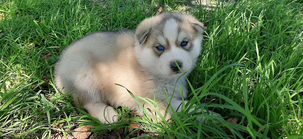 Девочка хаски ищит хозяина