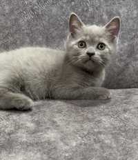 Шотландский скоттиш страйт лиловый мальчик котик кот