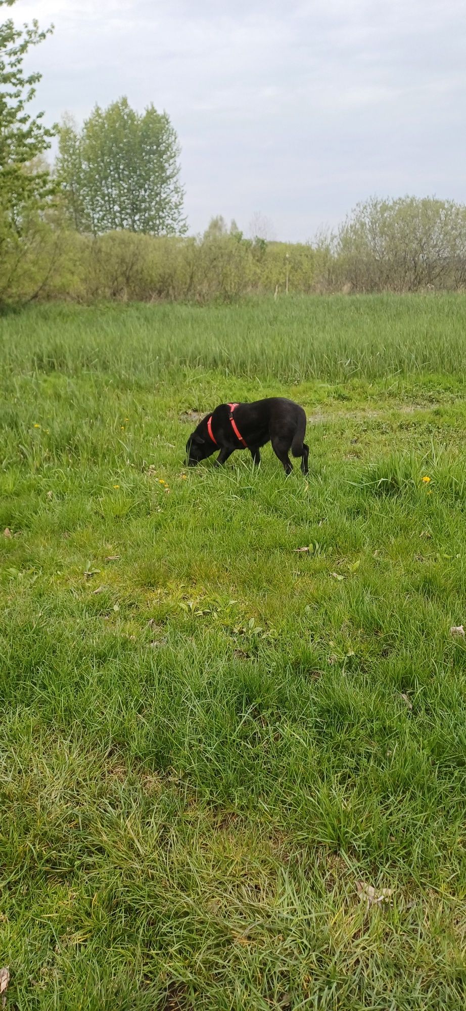 Sana w typie labradora szuka domu