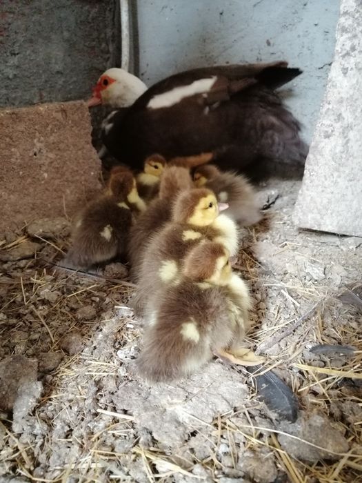 Patos mudos castanhos