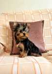 Cachorrinha Yorkshire Terrier