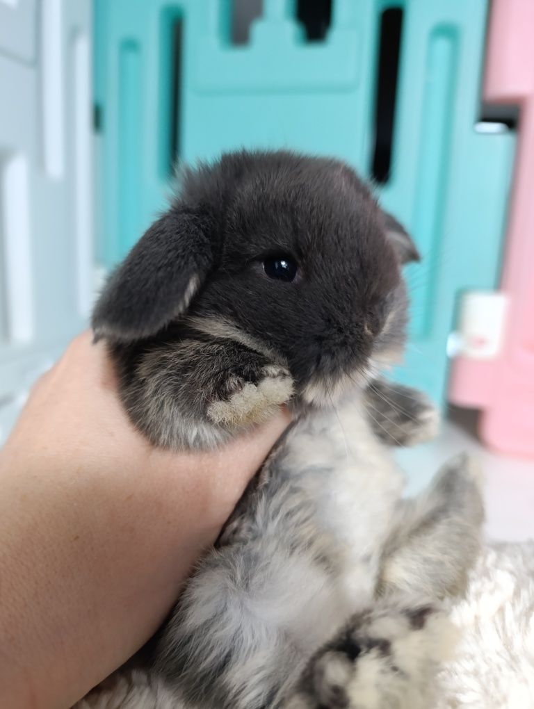 Mini lop królik króliczek hodowla zarejestrowana TOP