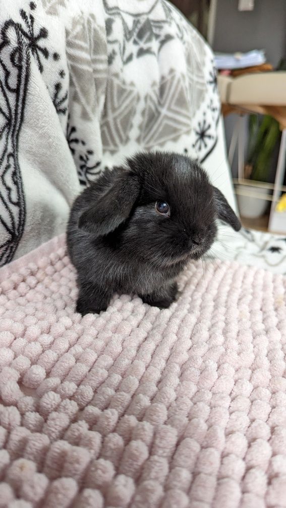 MINI LOP królik miniaturka mały karzełek baranek króliki