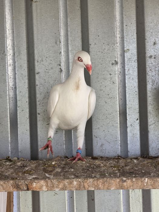 Biały nakrapiany duński lotny