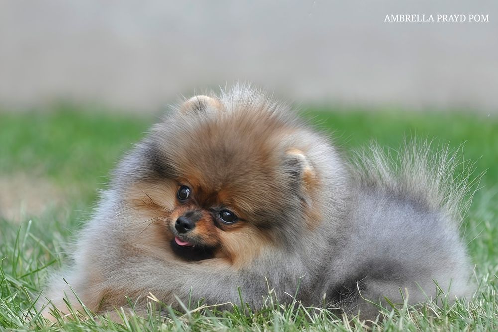 Дівчина Ambrella з брід - перспективою