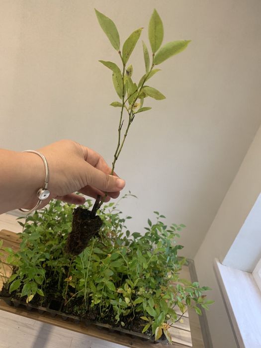 САДЖАНЦІ ЛОХИНИ ОПТОМ (голубика, борувка, чорниця)