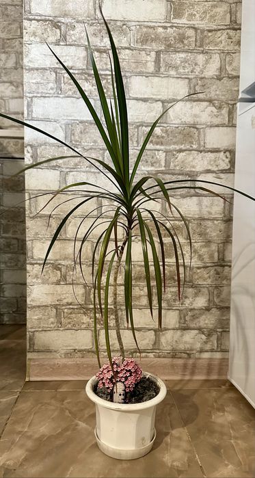 Комнатные цветы в горшке