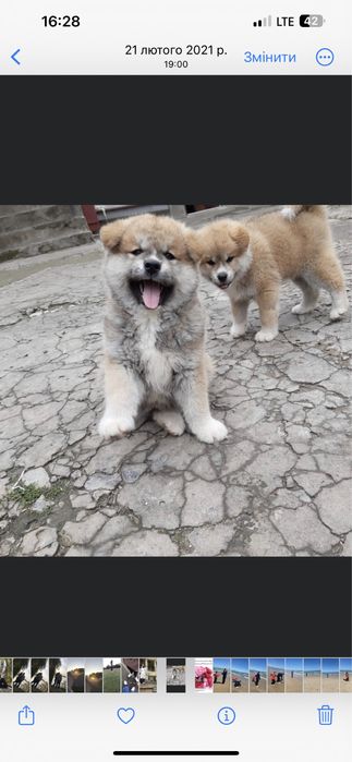 Вʼязка Акіта-іну