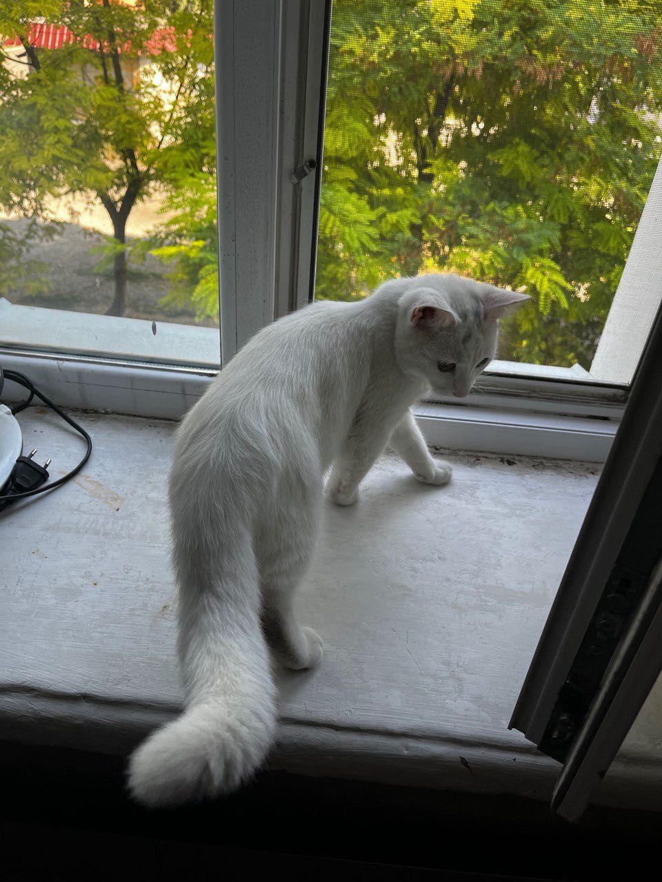 Котенок девочка кличка Маша