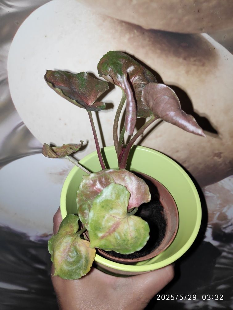 Syngonium Strawberry Ice