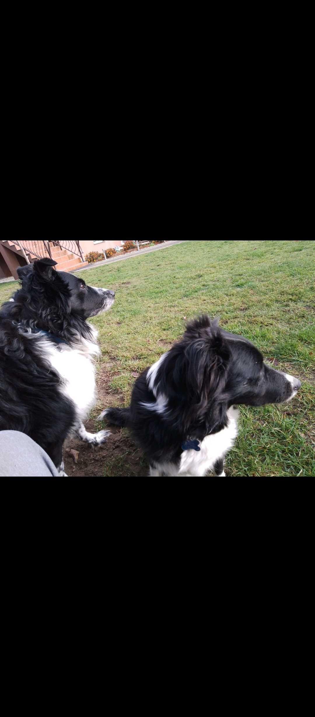 Border collie - piesek Czaruś