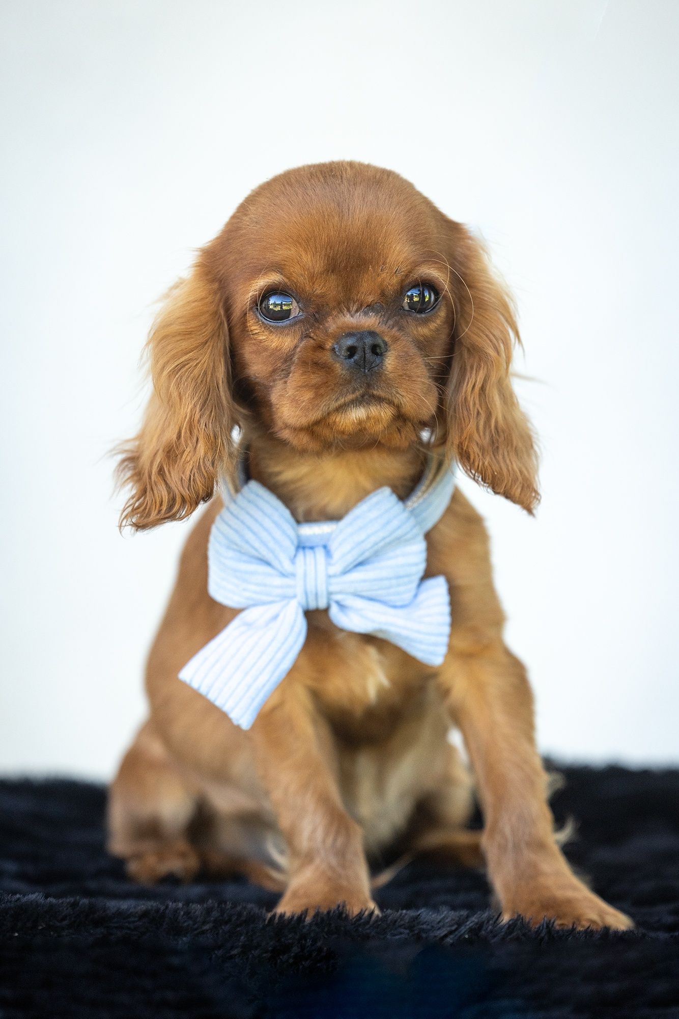 Cavalier King Charles Spaniel* Mini Chłopczyk LUIS* gotowy do odbioru