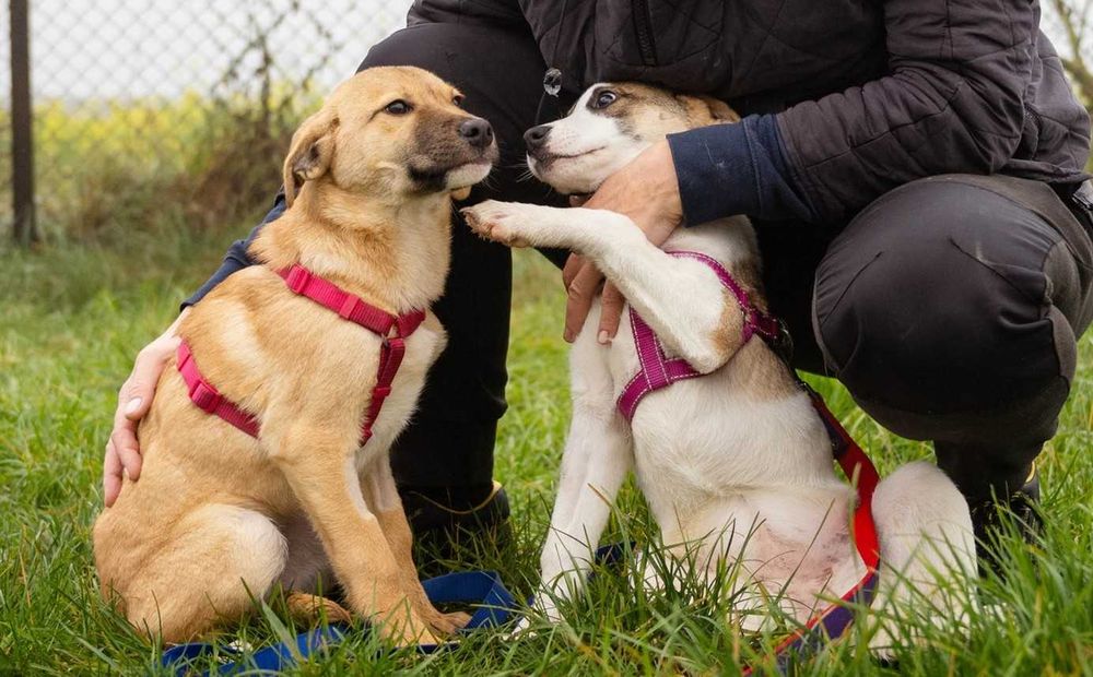 Słodki cukiereczek- Fruzia czeka na kochający domek. Adopcja!