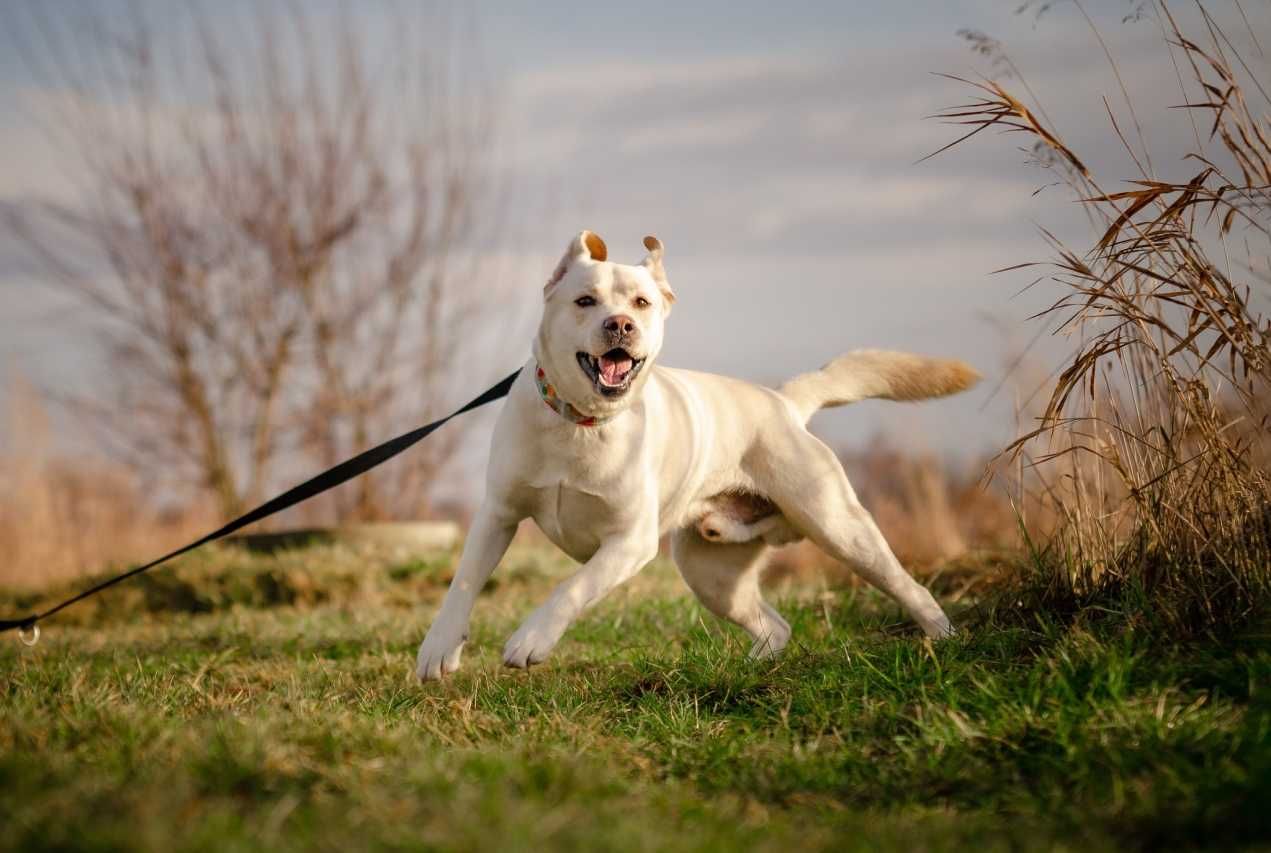 Toro - pies w typie labradora, aktywny dom poszukiwany - adopcja.