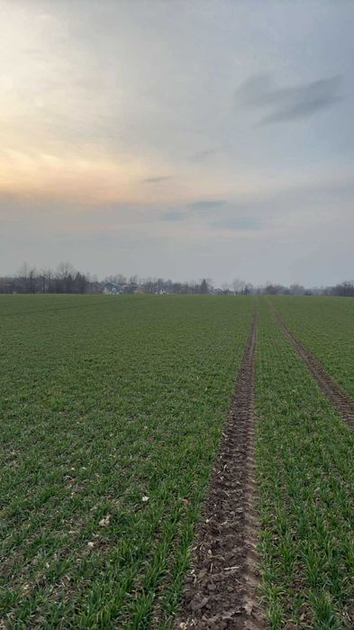 Siew Zbóż/Uprawa bezorkowa/Orka/Głęboszowanie