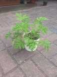 Kwiat geranium anginka