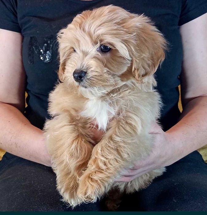 MALTIPOO śliczny szczeniak do odbioru + wyprawka PASZPORT