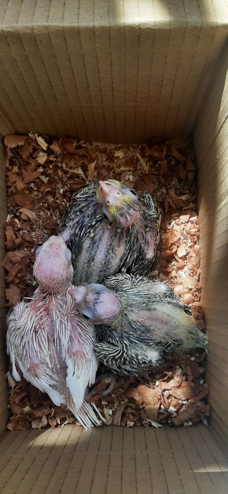Vendo caturras bebés para acabar de criar á mão