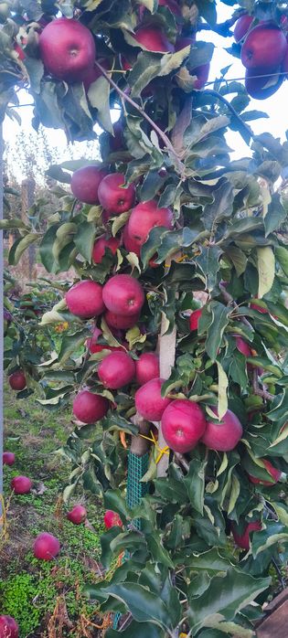 Skrzynka 20kg jabłek prince słodkie z własnego sadu drobniejsze