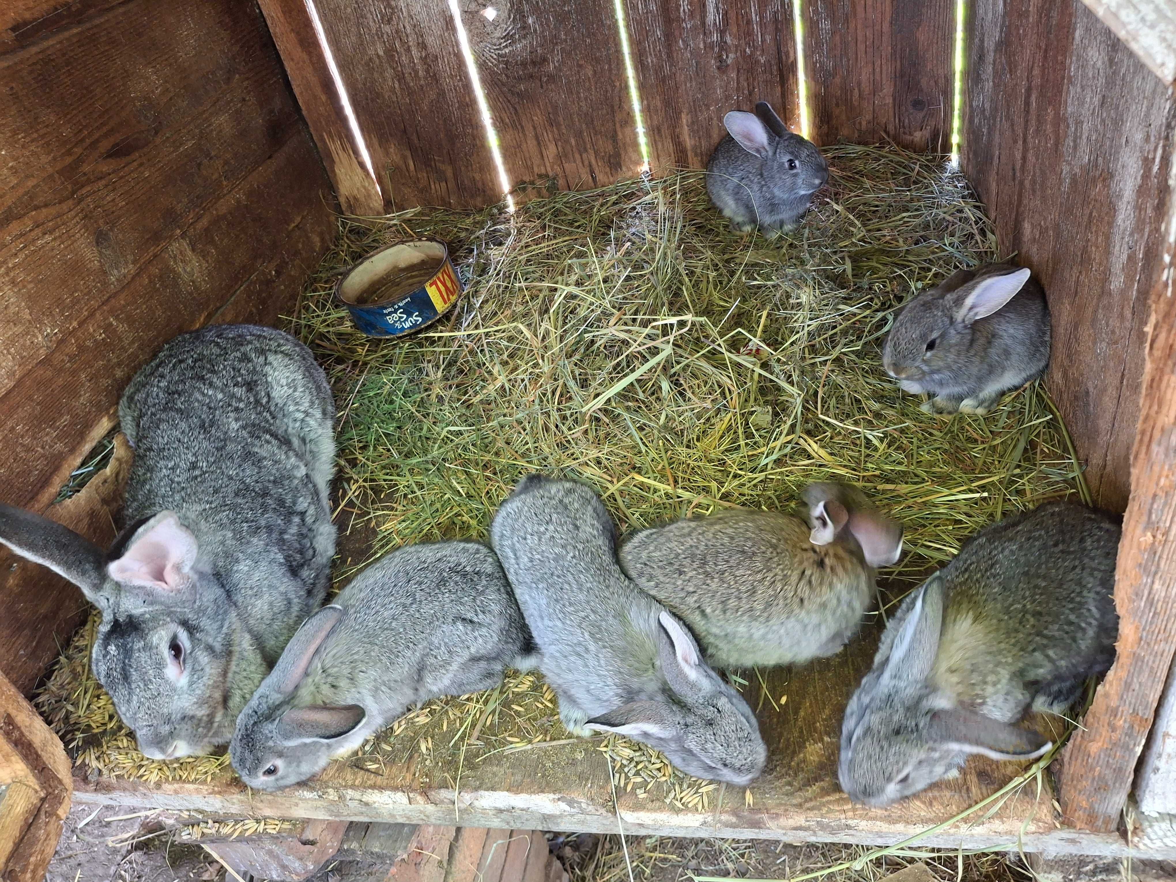 Продам або обміняю кролі