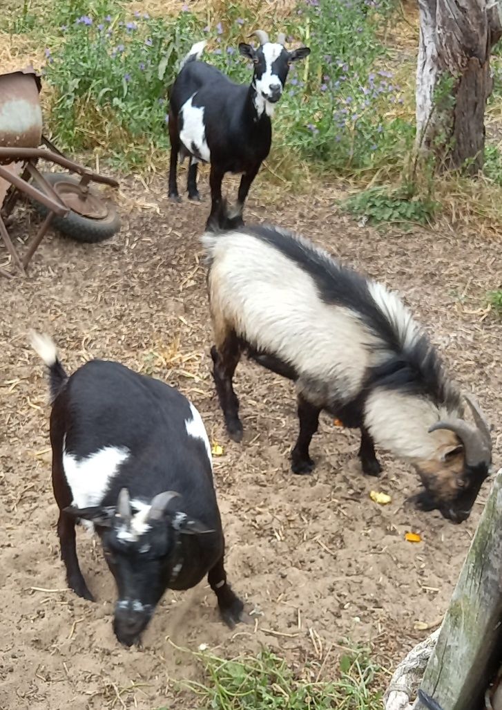 Trio de 2 cabras anãs prenhas e 1 bode por motivos de saúde