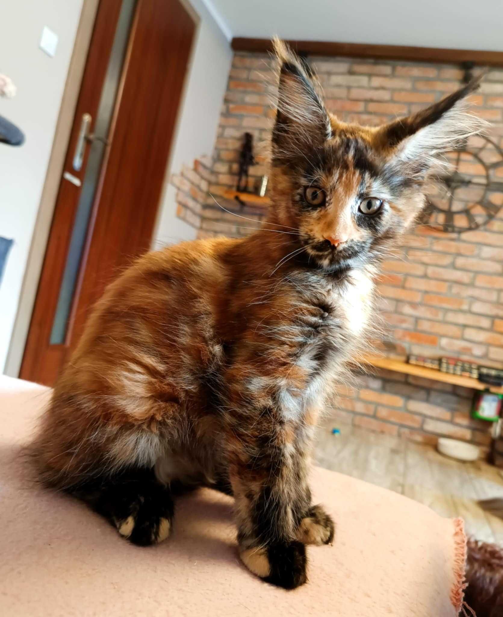 Maine Coon kotka z rodowodem FPL – kolor fs – do hodowli