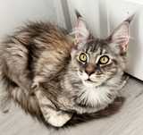 Piękna kotka Maine Coon Daisy