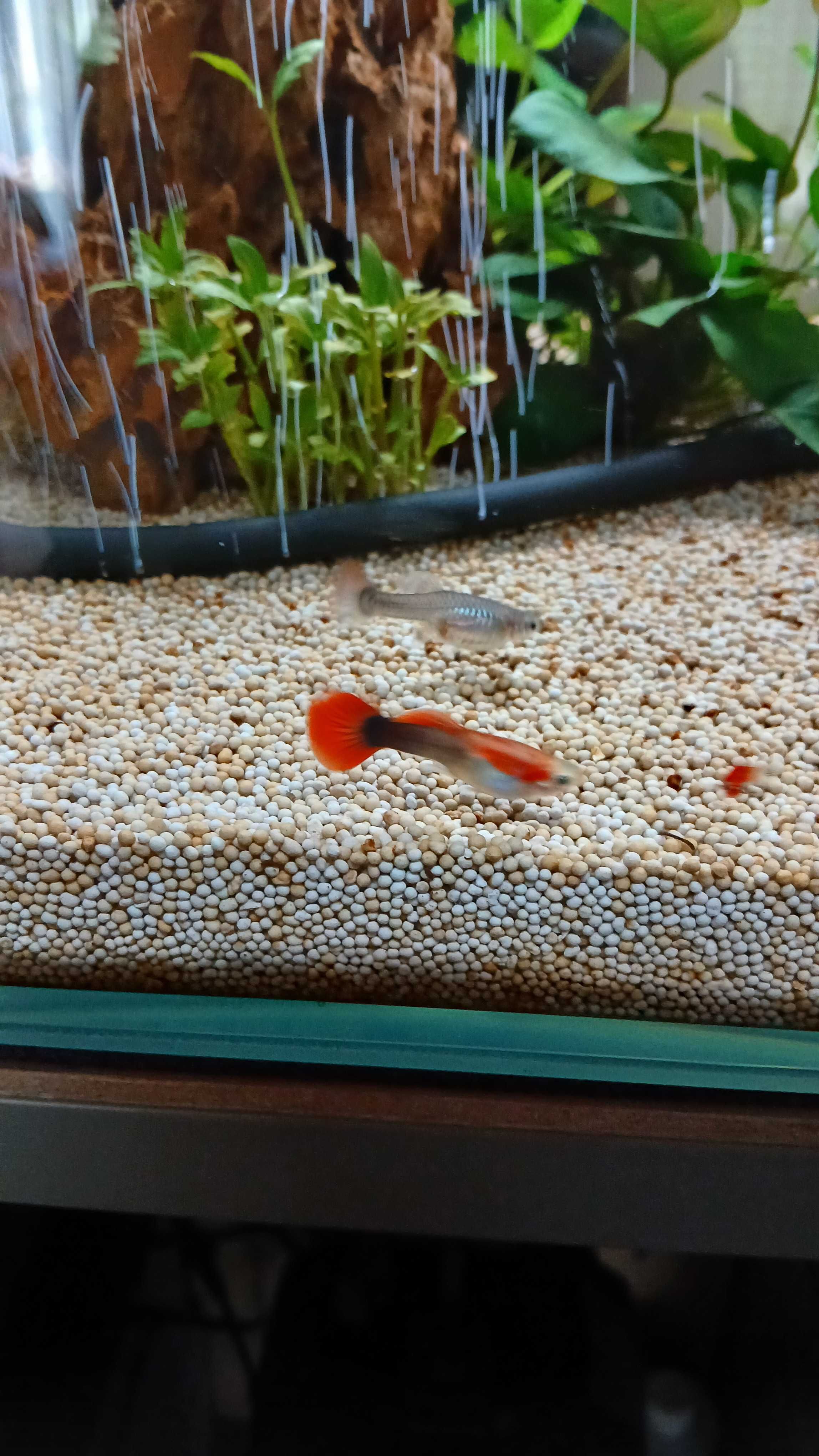 2 guppy macho rabo vermelho