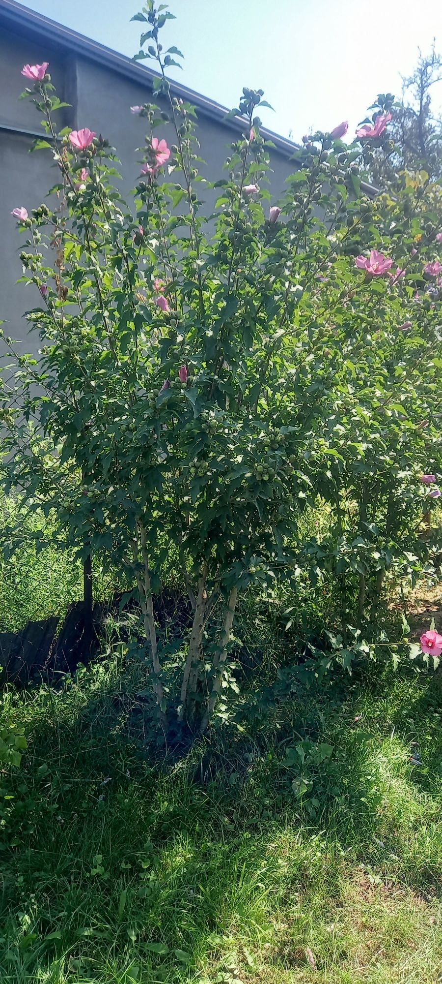 Гібіскус сезон посадок рожеві фіолетові білі ростки