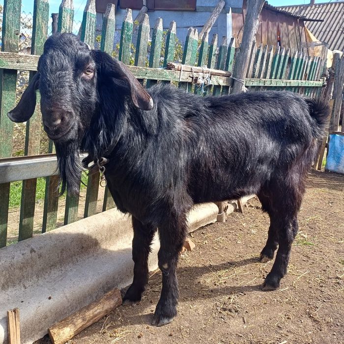 Продам англо-нубійського козла!