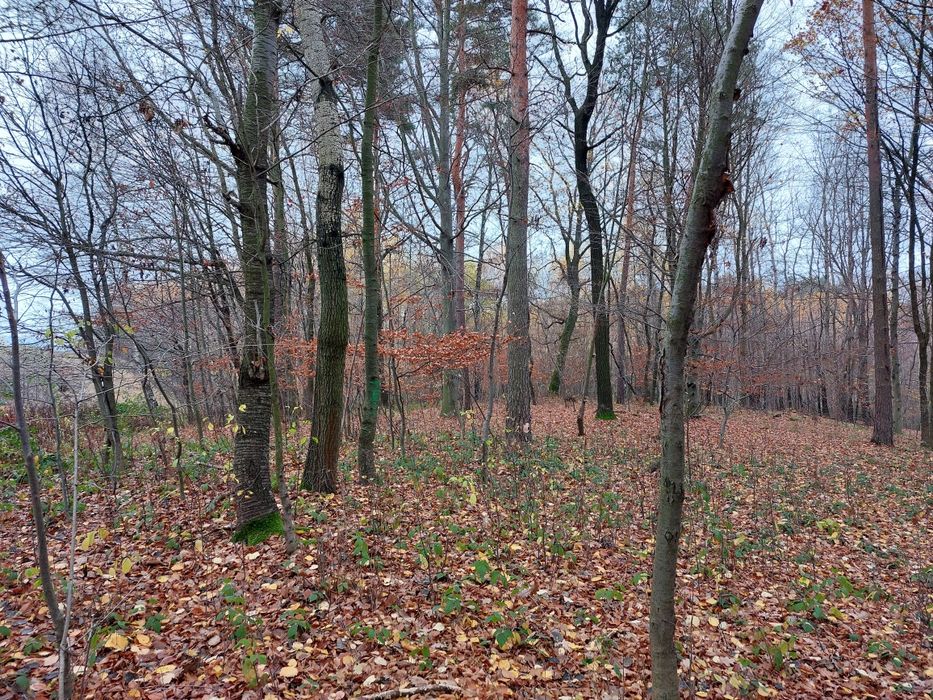 Las mieszany 31 arów