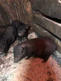 Продам вєтнамські свині