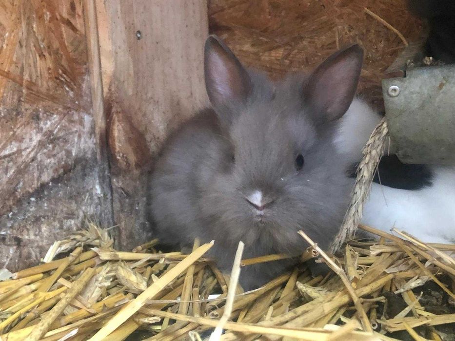 Króliczek królik miniaturka