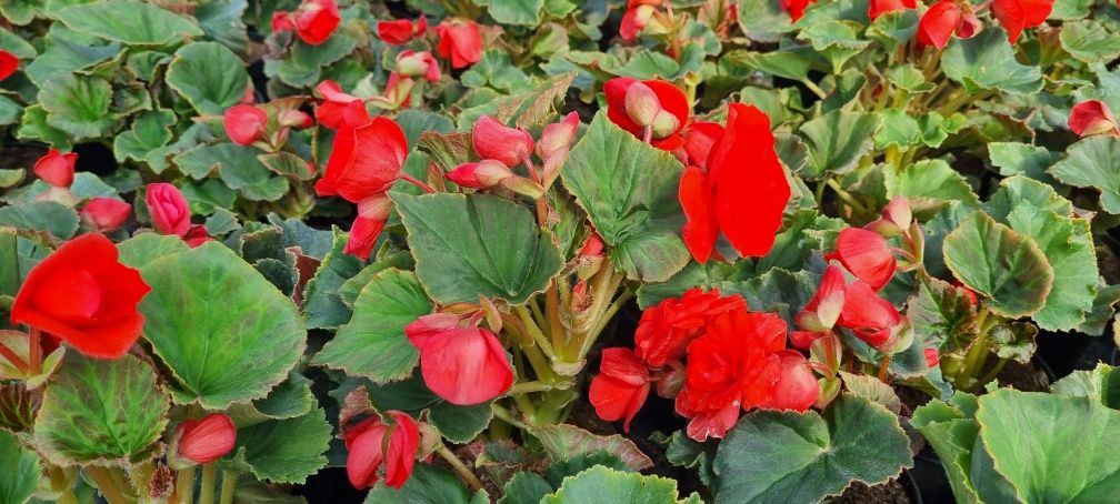 Kwiaty Supertuniia Vista, Pelargonia, Petunia, Begonia