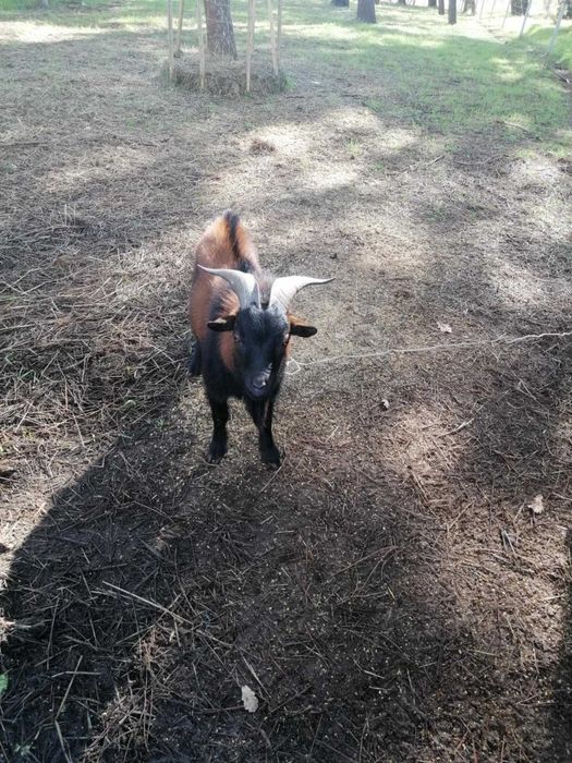 Cabrito anão 1 ano