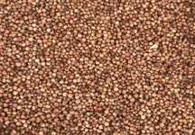 Sorgo czerwone / pokarm dla ptaków // worki 25 kg