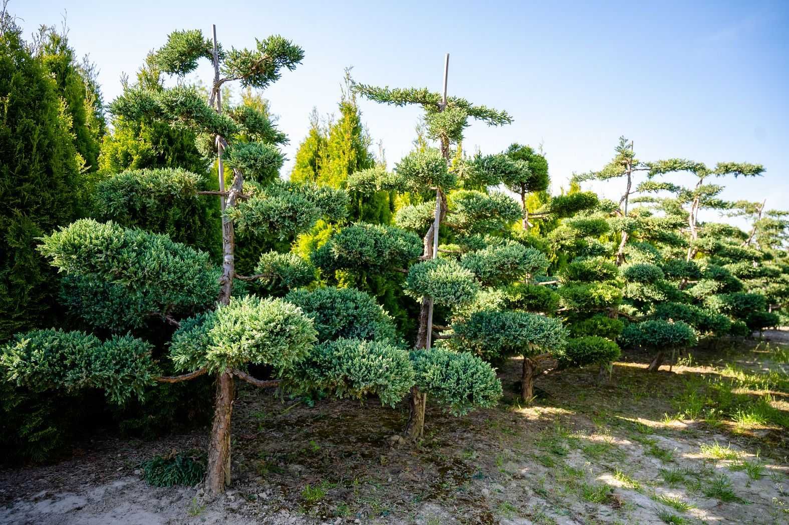 Bonsai, Jałowce strzyżone - piękne okazy