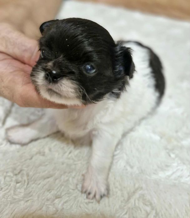 Chihuahua  mini dziewczynka długowłosa Wifika