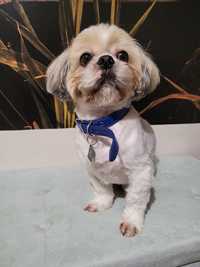 Shih tzu do adopcji 1000 zł rodowód